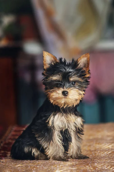 depositphotos_243144158-stock-photo-beautiful-puppy-yorkshire-terrier-dog