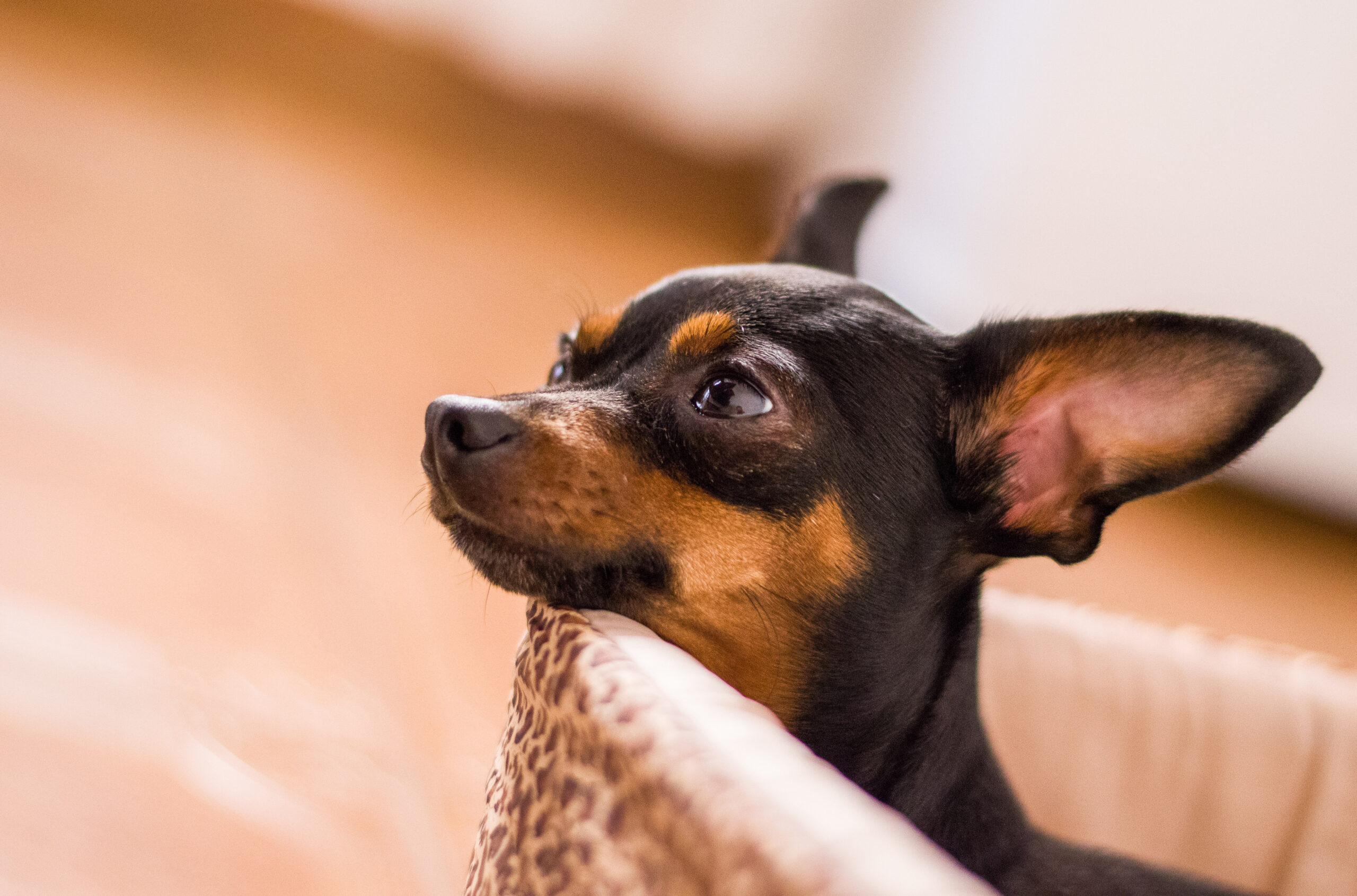 dog-cachorro-pet-animal-pinscher-1110220-wallhere.com